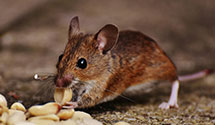24 Hour & Emergency Exterminators in Southern Pnes, NC